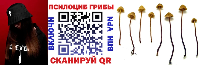 Галлюциногенные грибы Psilocybine cubensis  blacksprut вход  Вязьма 